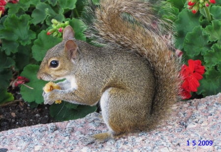 THE SQUIRREL - beedy eyes, enjoying a bite, bushy tail, the posing beauty