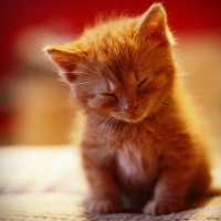 Nap time