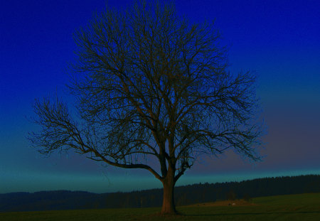 Loneliness - nature, loneliness, sky, blue, night, tree