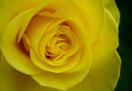 Yellow rose - nature, flowers, yellow, rose