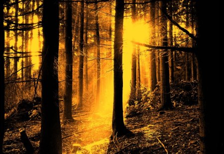 Glowing forest - trees, image, amazing, beautiful, forests, glowing, nature, rays, places, background, sun