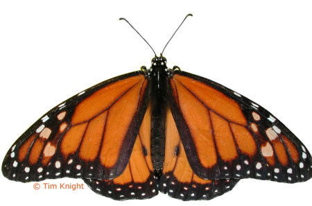 MONARCH BUTTERFLY - butterfly, orange, monarch, wings