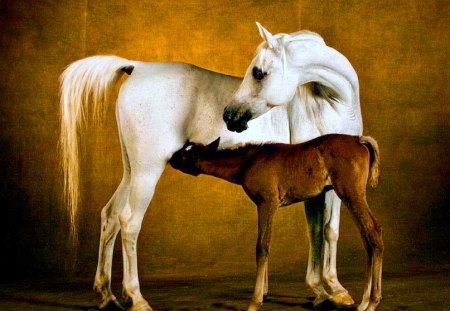 Life - white, horses, nursing, mother foal, brown, mare