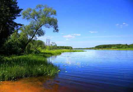 CALM - trees, shore, calm water, blue, blue sky, lake