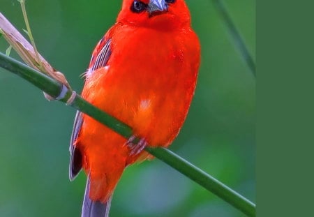 Attraction - bright, branch, red and black green, color, bird