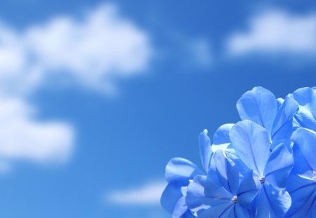 Reach the sky - beauty, sky, blue flowers, clouds, soft, blue, tenderness, flowers