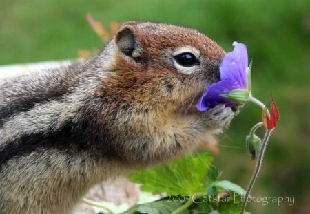 Squirrel - picture, cool, squirrel, flower