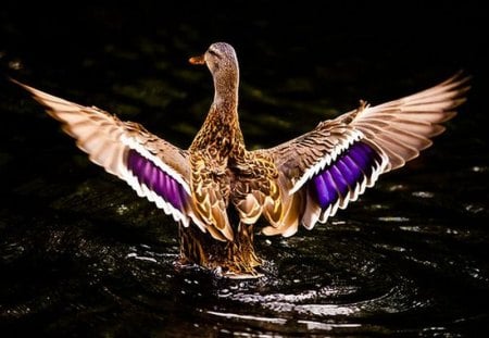 Beautiful Duck - picture, duck, cool, beautiful