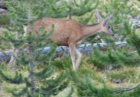 SHH dont scare the deer - parks, jasper, forests, wild beauty, deer