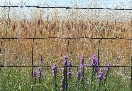 Layers of Life - sky, fence, purple flowers, ripe grain, grass