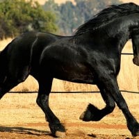 Beautiful Black Friesian