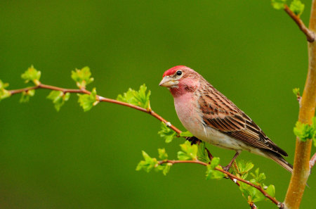 WATING FOR A BOYFRIEND - nice, amazing, cool, beautiful, animal, bird