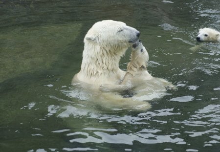 I LOVE YOU DADDY - bird, animal, amazing, beautiful, panda, nice, cool