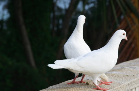 BEST FRIENDS - nice, amazing, cool, beautiful, animal, bird