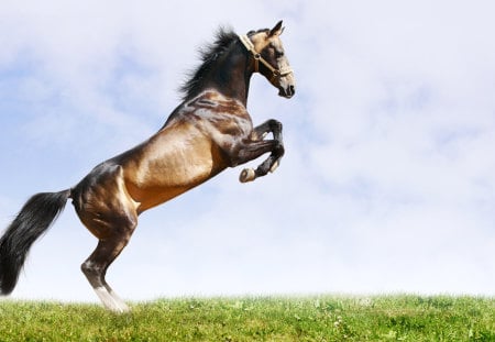 A COOL JUMP - nice, amazing, horse, cool, beautiful, animal, bird