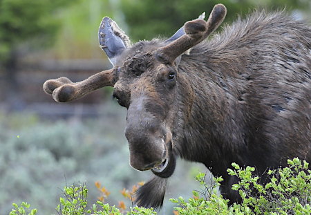 Bullwinkle - humour, surprise, friendly, greeting