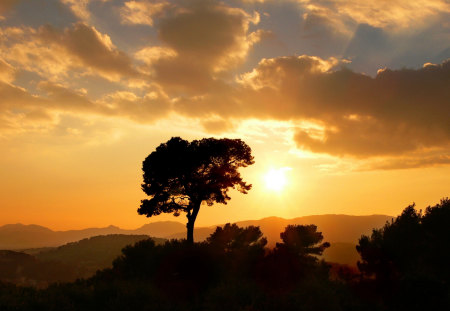 Sunset - clouds, sunset, red, tree, sky