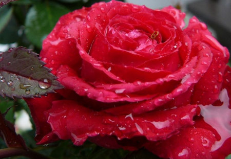 Red Rose - flowers, roses, nature, red, rain