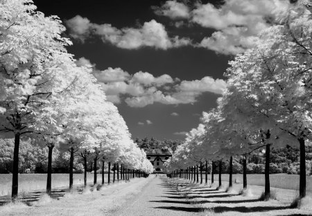 tree lined drive - beauty, sky, trees, photography, road, black, white, nature, pretty, clouds, house