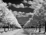 tree lined drive