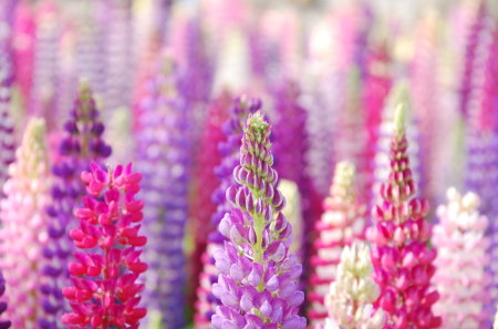 pretty pink flowers