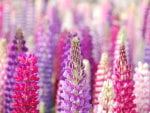 pretty pink flowers