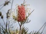 Pink Grevillea