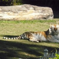 Tiger at Dream World Qld Australia