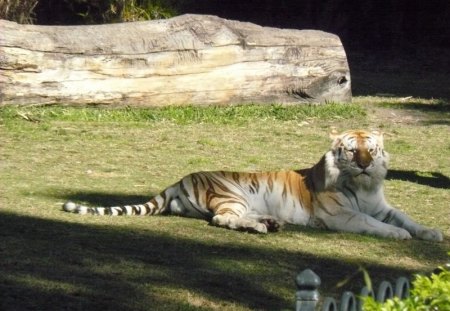 Tiger at Dream World Qld Australia - dream world, resting, tiger, theme park