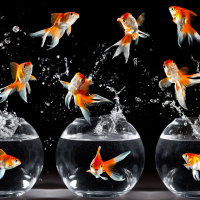 Gold Fish dance !