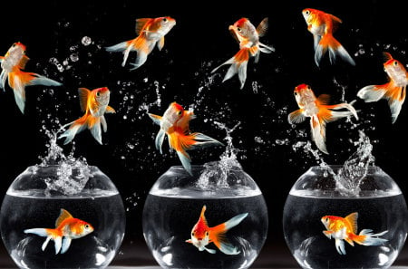 Gold Fish dance ! - three, jumping, beautiful, gold, bowls, crazy, fishes