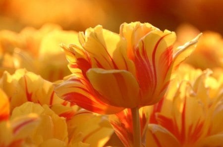 Sunshine Tulips - bright, sunshine, yellow, beautiful, tulips, orange, flower