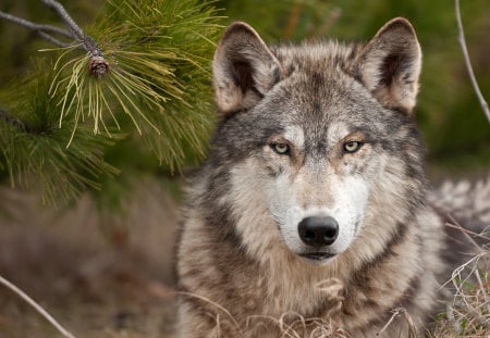 Looking for - animal, wolf, timber wolf, wild, wolves