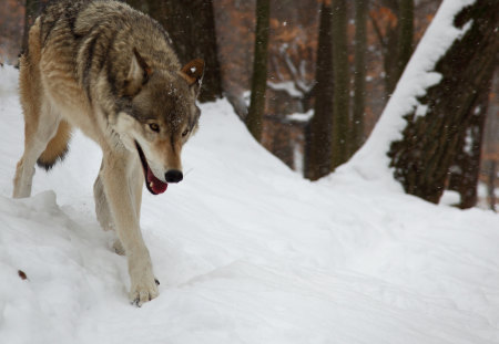 Wolf in Snow - wolf, wolves, animal, timber wolf, wild