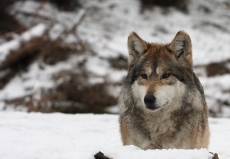 lone wolf - wolves, wolf, snow, wild, animal