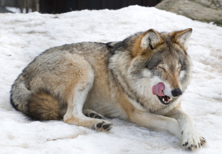 After Lunch - animal, wolf, snow, wild, wolves