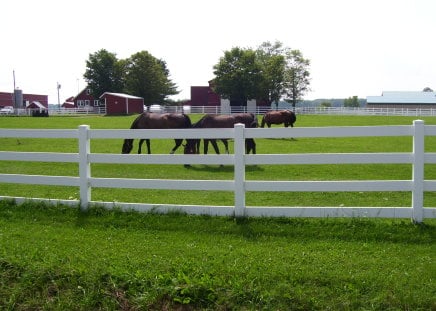 Horse farm in Maine - horses, nature, farm, greenery, field, fences, grass