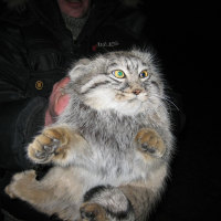 looking cat for my friends
