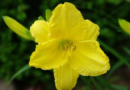 Flower - bloom, flower, yellow, nature