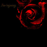 Dark Red Roses