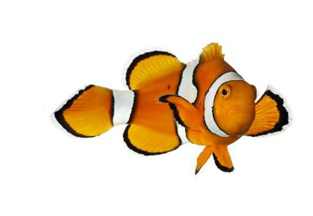 Clown Fish - fish, clown, cool, picture