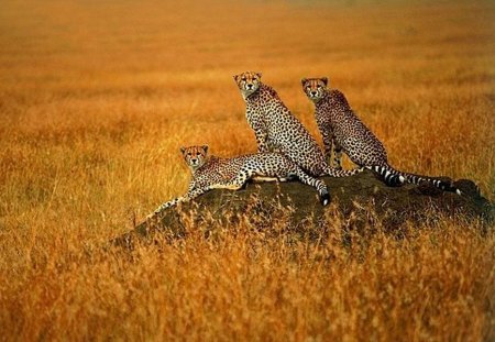 Cheetahs - cheetahs, picture, cool, wild