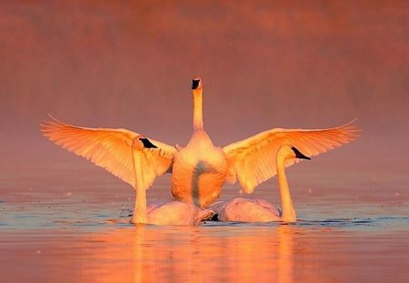 Swans in Water - swans, in water, picture, beautiful