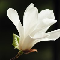 White Flower