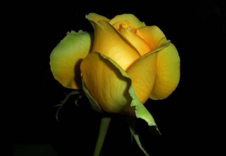 My_Eternal - rose, 3d, flower, yellow