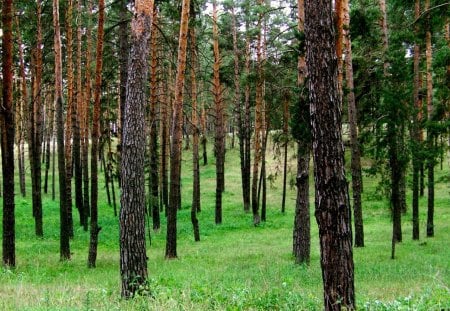 Forest Trees - beauty, nature, view, tall, trees, forest, green, grass