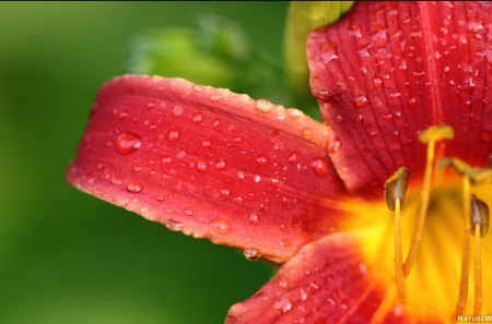 Red Flower wall - nature, hd, red, beautiful, colorful, flower