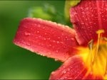 Red Flower wall