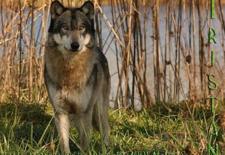 tristan by the lake - wild beauties, tristan, wallpapers, lakes, wolves