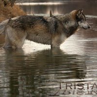 tristan crossing the river